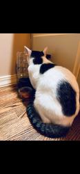 Lost Male Cat last seen Hillsborough Neighborhood , Little Rock, AR 72212