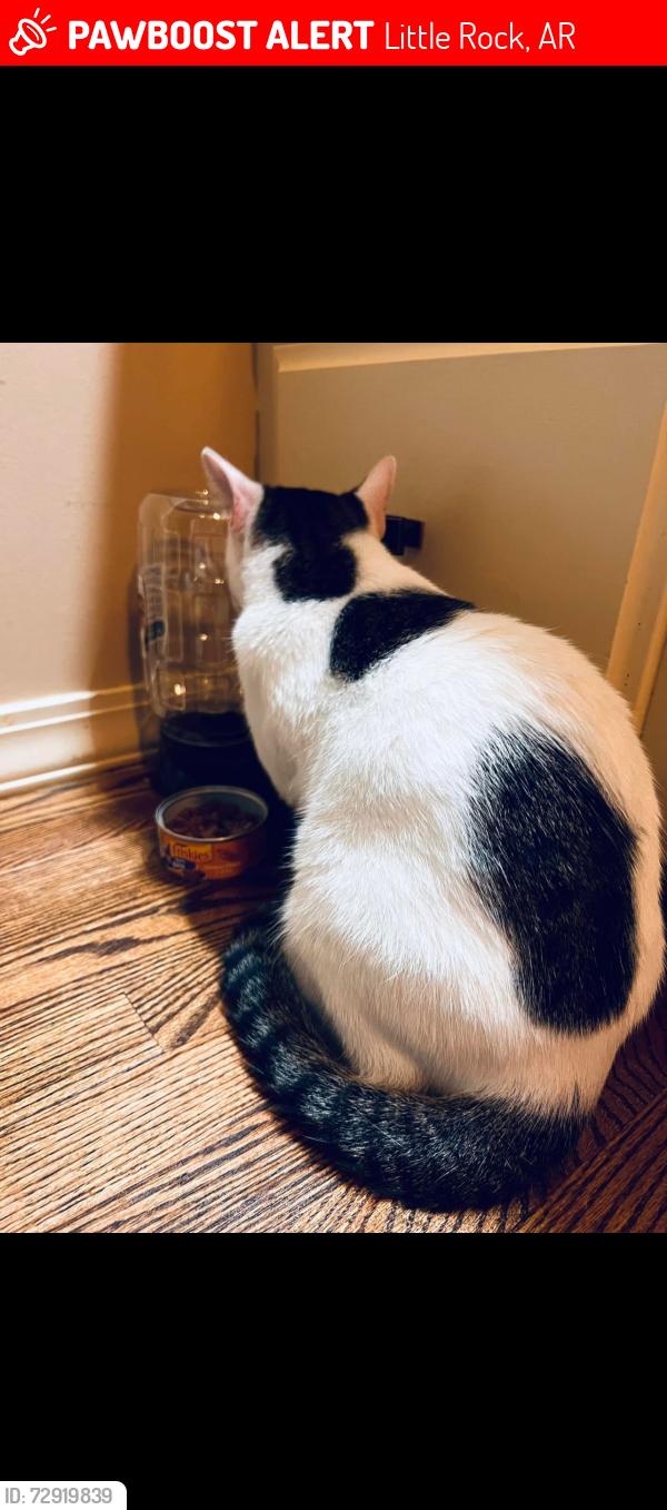 Lost Male Cat last seen Hillsborough Neighborhood , Little Rock, AR 72212