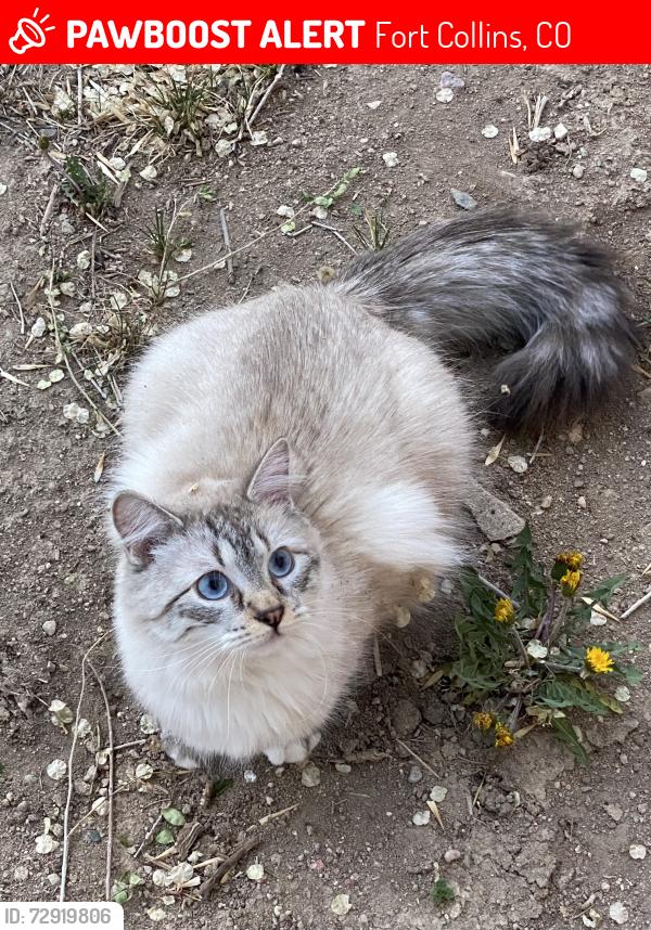 Lost Female Cat last seen Avery Park / Castlerock Dr. & Springfield Dr., Fort Collins, CO 80521