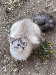 Lost Female Cat last seen Avery Park / Castlerock Dr. & Springfield Dr., Fort Collins, CO 80521