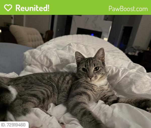 Reunited Female Cat last seen Spring Dale Farmers Market, Cherry Hill Township, NJ 08003