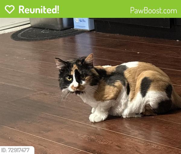 Reunited Female Cat last seen Van nuys, Los Angeles, CA 91405