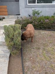 Reunited Male Dog last seen Anastasia st and Petit St San Diego , San Diego, CA 92111