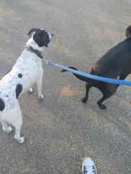 Reunited Male Dog last seen Ladysmith Road & Crump Street, Ladysmith, VA 22546