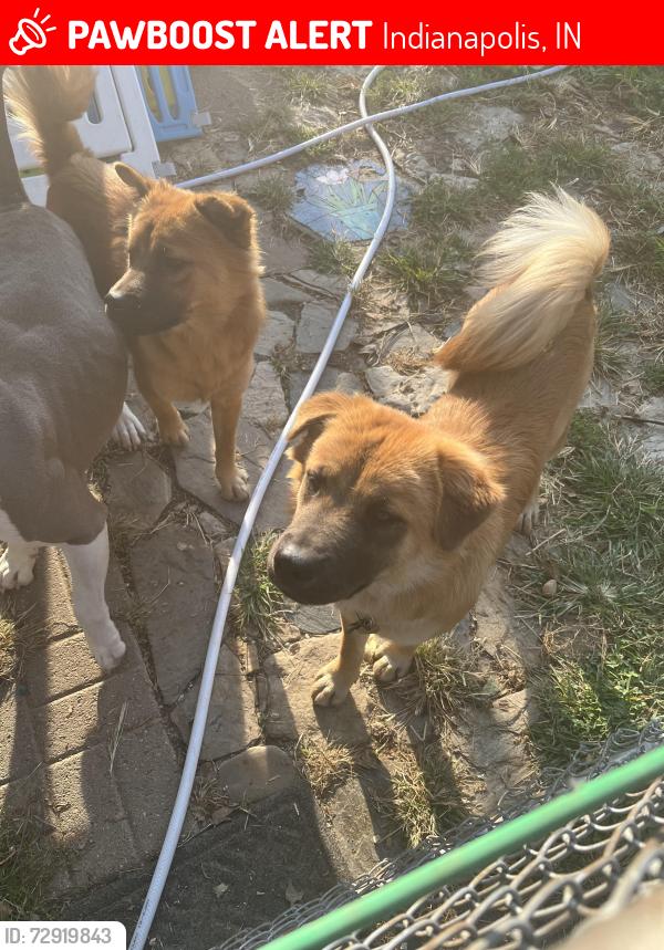 Lost Male Dog last seen Gasoline alley, Indianapolis, IN 46222