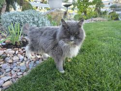 Found/Stray Unknown Cat last seen Near S 5490 W, West Jordan, UT 84081