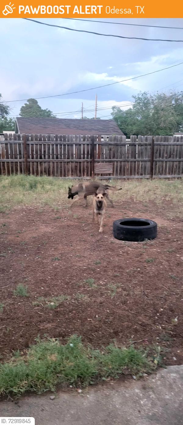 Found/Stray Male Dog last seen West county rd , Odessa, TX 79763