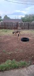 Found/Stray Male Dog last seen West county rd , Odessa, TX 79763
