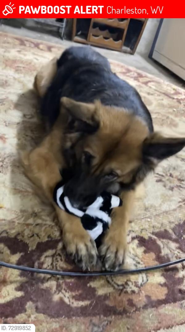 Lost Female Dog last seen Near watts st, Charleston, WV 25302
