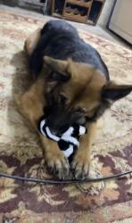 Lost Female Dog last seen Near watts st, Charleston, WV 25302