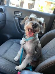 Lost Male Dog last seen Akerman Dr Norman OK , Norman, OK 73026