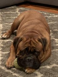 Lost Male Dog last seen Batista, San Diego, CA 92111