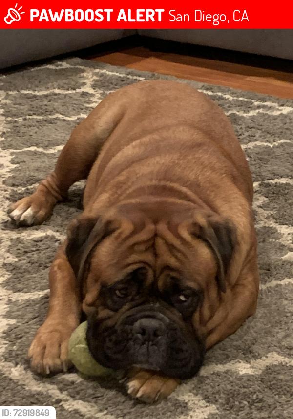 Lost Male Dog last seen Batista, San Diego, CA 92111