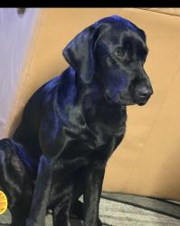 Reunited Male Dog last seen Caballero, Buena Park, CA 90621