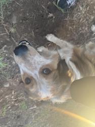 Found/Stray Unknown Dog last seen Down Fire Road 700 off Mountainaire rd, Mountainaire, AZ 86001