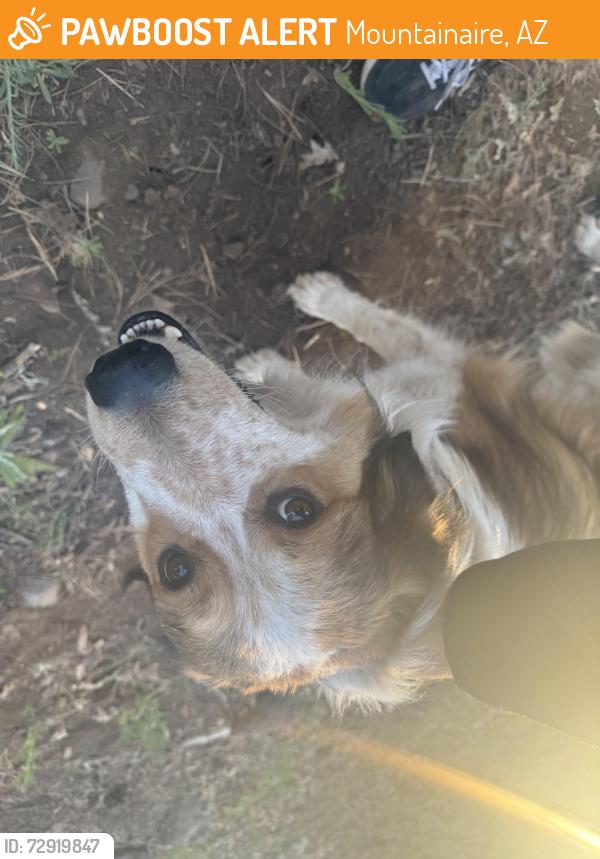 Found/Stray Unknown Dog last seen Down Fire Road 700 off Mountainaire rd, Mountainaire, AZ 86001