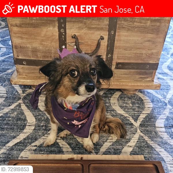 Lost Female Dog last seen Seven Trees and San Mateo Dr, San Jose, CA 95111