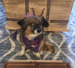 Lost Female Dog last seen Seven Trees and San Mateo Dr, San Jose, CA 95111