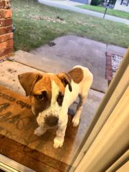 Found/Stray Male Dog last seen South Dallas street blocks away from The Hangout , Fort Smith, AR 72902