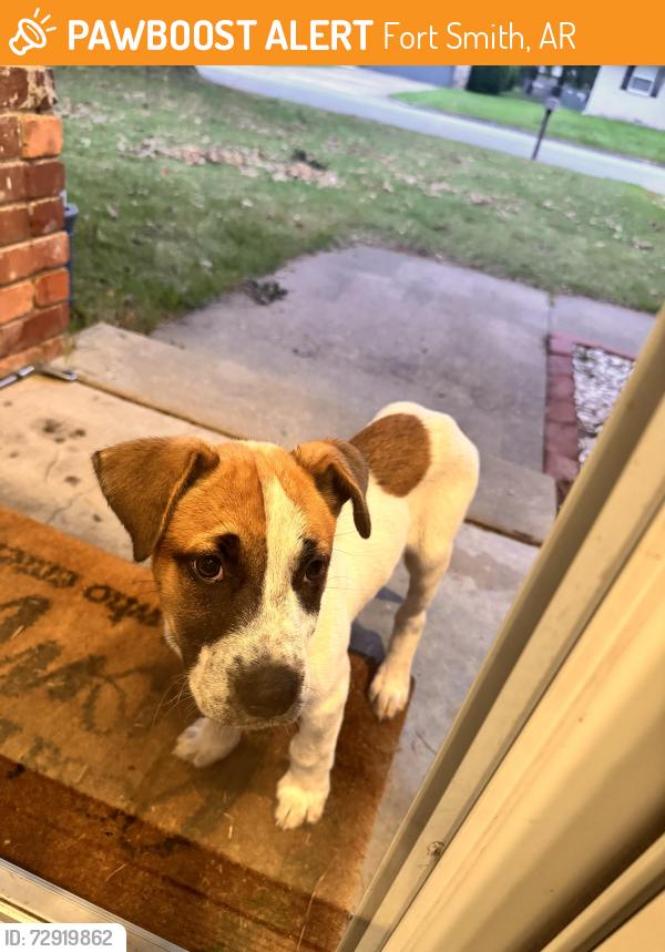 Found/Stray Male Dog last seen South Dallas street blocks away from The Hangout , Fort Smith, AR 72902