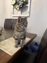 Reunited Female Cat last seen In the neighborhoods, Lubbock, TX 79416