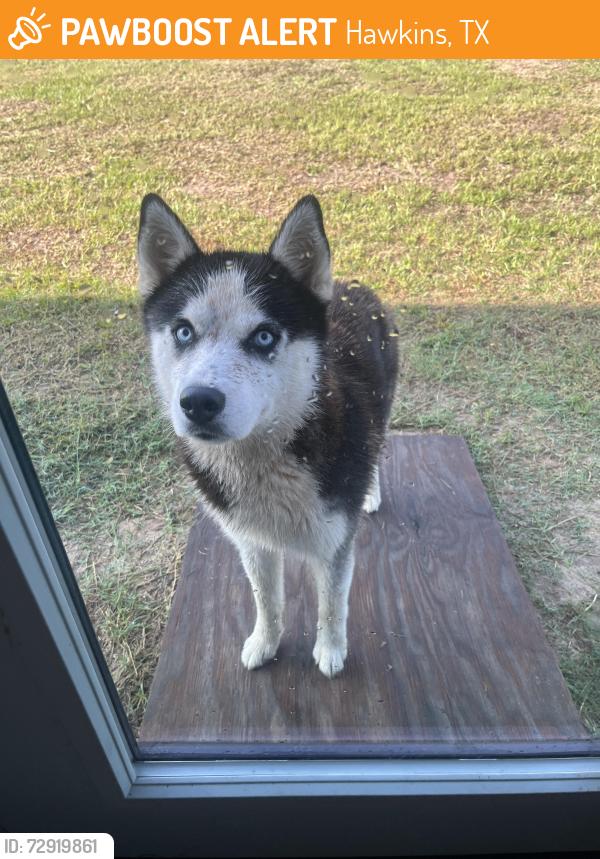 Found/Stray Unknown Dog last seen Near Lake Hawkins, Hawkins, TX 75765