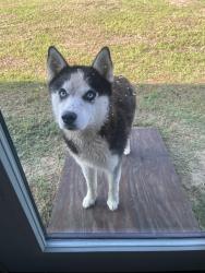 Found/Stray Unknown Dog last seen Near Lake Hawkins , Hawkins, TX 75765