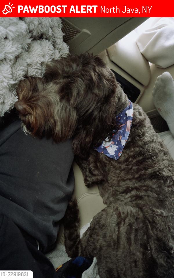 Lost Female Dog last seen Jellystone park of western ny , North Java, NY 14113