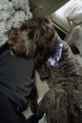 Lost Female Dog last seen Jellystone park of western ny , North Java, NY 14113