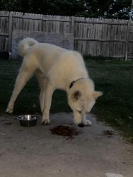 Reunited Male Dog last seen Mesquite, TX, USA, Mesquite, TX 75149