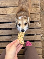 Lost Female Dog last seen Pecan and Edwards , Midland, TX 79705