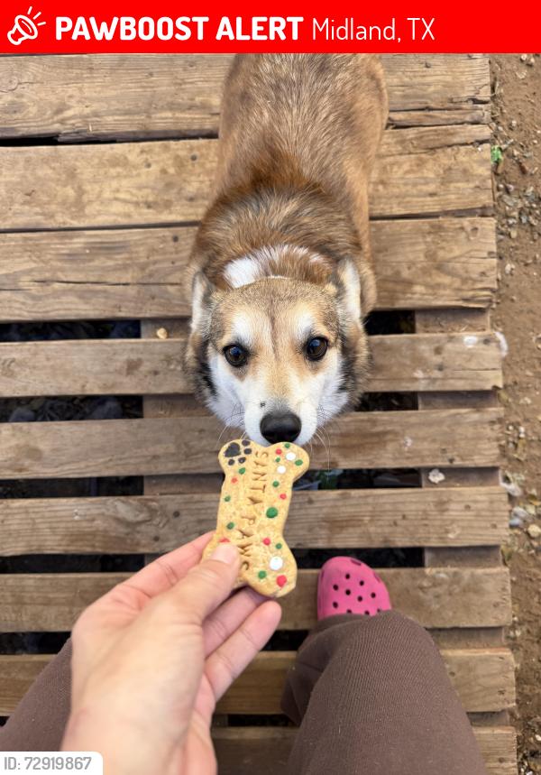 Lost Female Dog last seen Pecan and Edwards , Midland, TX 79705
