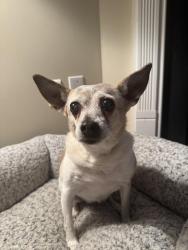 Found/Stray Female Dog last seen Laurel Oak Christian Church, High Point, NC 27265