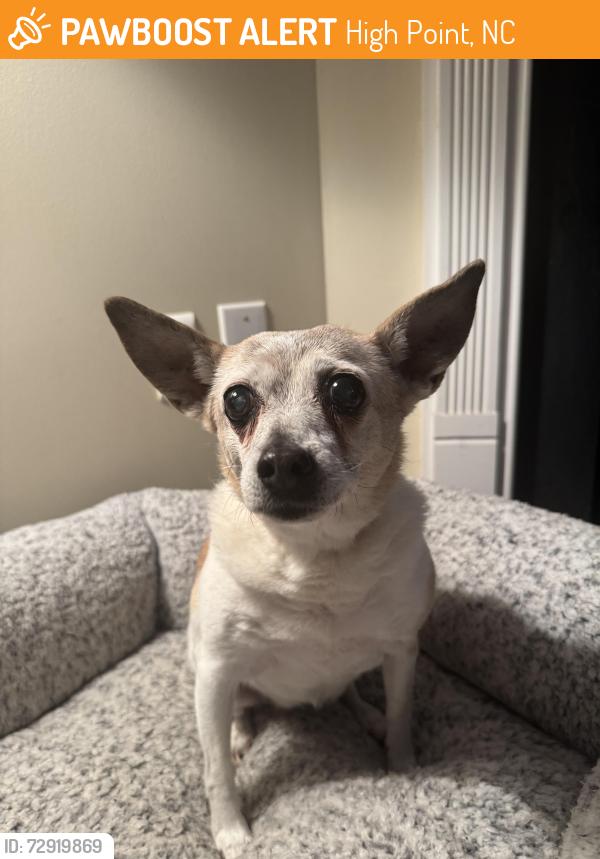 Found/Stray Female Dog last seen Laurel Oak Christian Church, High Point, NC 27265