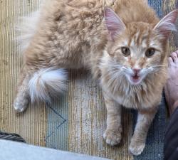 Reunited Unknown Cat last seen Bella’s Landing , Lenoir City, TN 37772