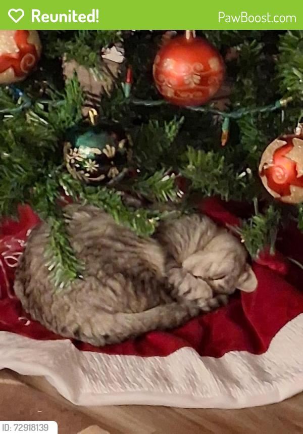Reunited Female Cat last seen Huron , Green Bay, WI 54311