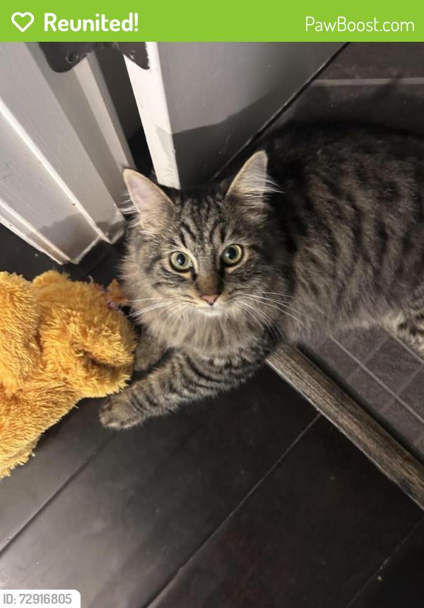 Reunited Male Cat last seen frank greg way and stathos drive, Elk Grove, CA 95757