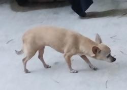 Reunited Female Dog last seen River N Dr & River Way Dr off of Vance Jackson 78230, San Antonio, TX 78230