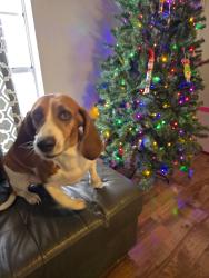 Reunited Female Dog last seen Buckley and Mexico, Aurora, CO 80017