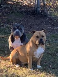 Reunited Male Dog last seen Hephzibah Ga Area, Augusta, GA 30815