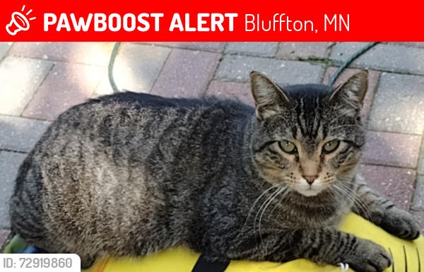 Lost Male Cat last seen Bluffton MN , Bluffton, MN 56482