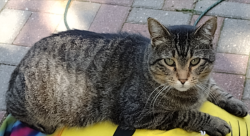 Lost Male Cat last seen Bluffton MN , Bluffton, MN 56482