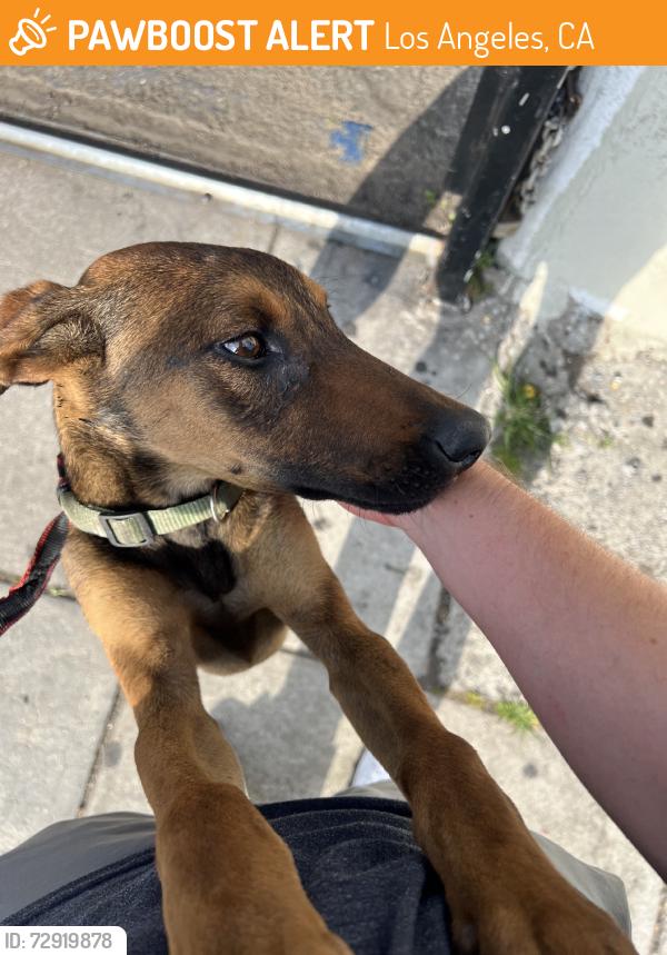 Found/Stray Unknown Dog last seen In a lot next to the Sofi mini mart, Los Angeles, CA 90011
