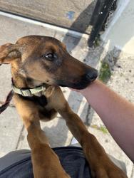 Found/Stray Unknown Dog last seen In a lot next to the Sofi mini mart, Los Angeles, CA 90011