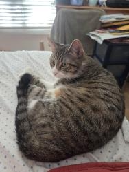 Reunited Male Cat last seen Lincoln bl & Linden Ave, Los Angeles, CA 90291