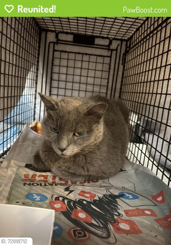 Reunited Female Cat last seen Chandler Blvd and Alma School, Chandler, AZ 85224