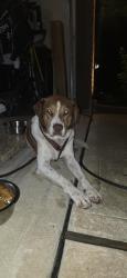 Found/Stray Male Dog last seen Alder Trails on Fable Springs Ln , Houston, TX 77433