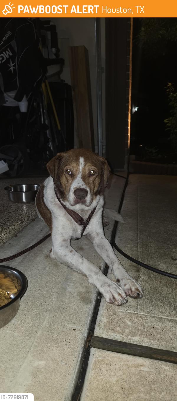 Found/Stray Male Dog last seen Alder Trails on Fable Springs Ln , Houston, TX 77433
