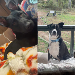Reunited Male Dog last seen Near slope terrace Lenoir nc, Lenoir, NC 28645