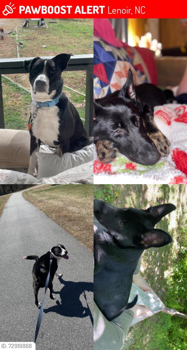 Lost Male Dog last seen Lenoir Healthcare Center, Lenoir, NC 28645
